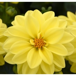 Seminte DAHLIA variabilis FIGARO Yellow Shades - Dalia, Gherghine