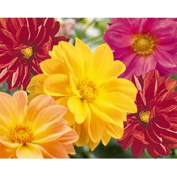 Seminte DAHLIA variabilis GARDEN PRIDE Mix - Dalia, Gherghine