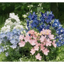 Seminte DELPHINIUM grandiflorum SUMMER F1 Mix Colors - Delfin, Nemtisor