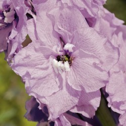 Seminte DELPHINIUM hybrida BENARY S PACIFIC F1 Astolat - Delfin, Nemtisor