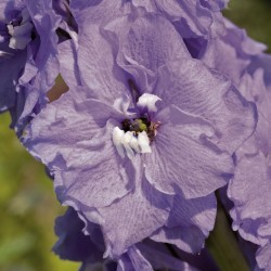 Seminte DELPHINIUM hybrida BENARY S PACIFIC F1 Cameliard - Delfin, Nemtisor