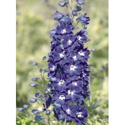 Seminte DELPHINIUM hybrida BENARY S PACIFIC F1 King Arthur - Delfin, Nemtisor