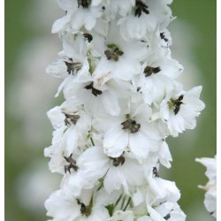 Seminte DELPHINIUM hybrida BENARY S PACIFIC F1 Percival - Delfin, Nemtisor