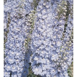 Seminte DELPHINIUM hybrida BENARY S PACIFIC F1 Summer Skies - Delfin, Nemtisor