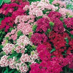 Seminte DIANTHUS barbatus Double Mixed - Garofite turcesti