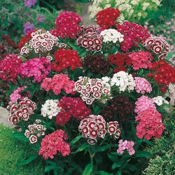 Seminte DIANTHUS barbatus Single Mixed - Garofite turcesti