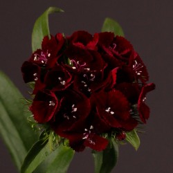 Seminte DIANTHUS barbatus SWEET F1 Black Cherry -Garofite turcesti