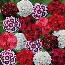 Seminte DIANTHUS barbatus SWEET F1 Mix -Garofite turcesti