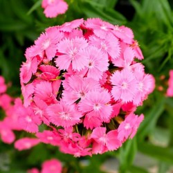 Seminte DIANTHUS barbatus SWEET F1 Pink Deep Maxine -Garofite turcesti