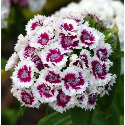 Seminte DIANTHUS barbatus SWEET F1 Purple White Bicolor -Garofite turcesti