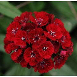 Seminte DIANTHUS barbatus SWEET F1 Red -Garofite turcesti