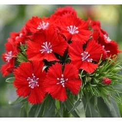 Seminte DIANTHUS barbatus SWEET F1 Scarlet -Garofite turcesti