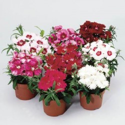 Seminte DIANTHUS chinensis Diana F1 Mix - Garofita