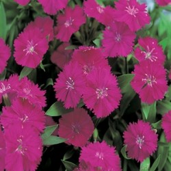Seminte DIANTHUS hybrid TELSTAR F1 Burgundy - Garofite