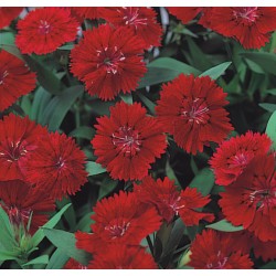 Seminte DIANTHUS hybrid TELSTAR F1 Crimson - Garofite