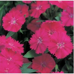 Seminte DIANTHUS hybrid TELSTAR F1 Purple - Garofite