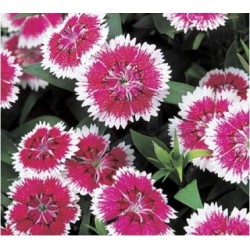 Seminte DIANTHUS hybrid TELSTAR F1 Purple Picotee - Garofite
