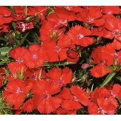 Seminte DIANTHUS hybrid TELSTAR F1 Scarlet - Garofite