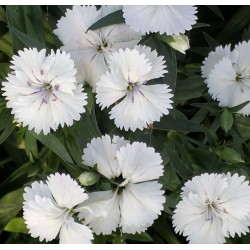 Seminte DIANTHUS hybrid TELSTAR F1 White - Garofite