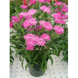 Seminte DIANTHUS interspecific Elegance F1 Pink - Garofita