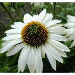 Seminte ECHINACEA purpurea PRIMADONNA White 