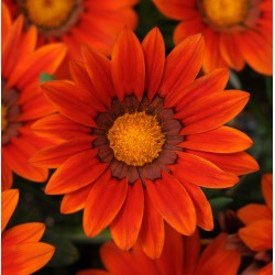 Seminte GAZANIA rigens NEW DAY F1 Bronze Shades
