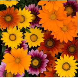 Seminte GAZANIA rigens NEW DAY F1 Mix Bright