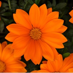 Seminte GAZANIA rigens NEW DAY F1 Orange Clear