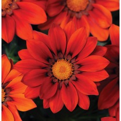 Seminte GAZANIA rigens NEW DAY F1 Red Shades