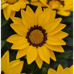 Seminte GAZANIA rigens NEW DAY F1 Yellow