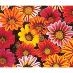 Seminte GAZANIA rigens  SUNSHINE Mix