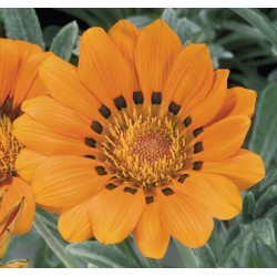 Seminte GAZANIA rigens TALENT F1 Orange