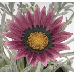 Seminte GAZANIA rigens TALENT F1 Rose Shades