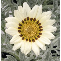 Seminte GAZANIA rigens TALENT F1 White