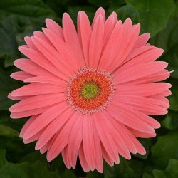Seminte GERBERA jamesonii REVOLUTION F1 Salmon Light Eye