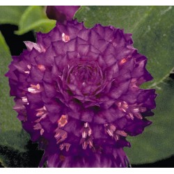 Seminte GOMPHRENA globosa BUDDY Purple - Imortele