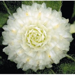 Seminte GOMPHRENA globosa BUDDY White - Imortele