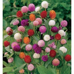 Seminte GOMPHRENA globosa QIS Mix - Imortele