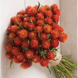 Seminte GOMPHRENA globosa QIS Orange - Imortele