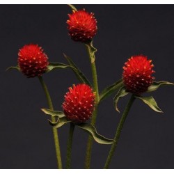 Seminte GOMPHRENA globosa QIS Red - Imortele