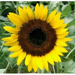 Seminte HELIANTHUS annuus Holiday - Floarea soarelui