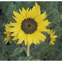 Seminte HELIANTHUS annuus PACINO Cola - Floarea soarelui