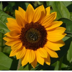 Seminte HELIANTHUS annuus PREMIER F1 Alpha (Orange) -Floarea Soarelui