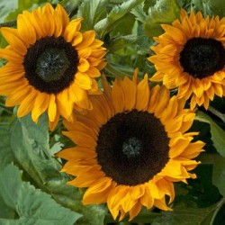 Seminte HELIANTHUS annuus PREMIER F1 Orange - Floarea soarelui