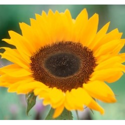 Seminte HELIANTHUS annuus SUNRICH F1 Gold - Floarea soarelui