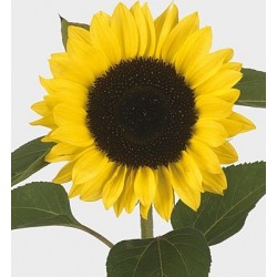 Seminte HELIANTHUS annuus SUNRICH F1 Lemon - Floarea soarelui