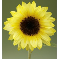 Seminte HELIANTHUS annuus SUNRICH SUMMER F1 Limoncello - Floarea Soarelui