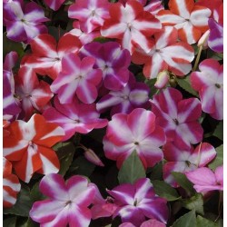 Seminte IMPATIENS walleriana ACCENT  F1 Mix Star - Sporul Casei