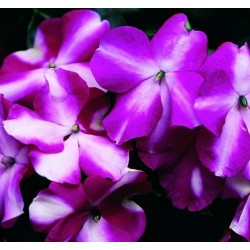 Seminte IMPATIENS walleriana ACCENT PREMIUM F1 Violet Star - Sporul Casei