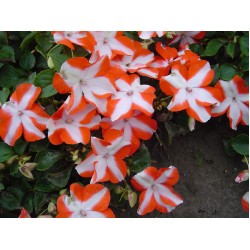 Seminte IMPATIENS walleriana Balance F1 Orange Star - Sporul casei